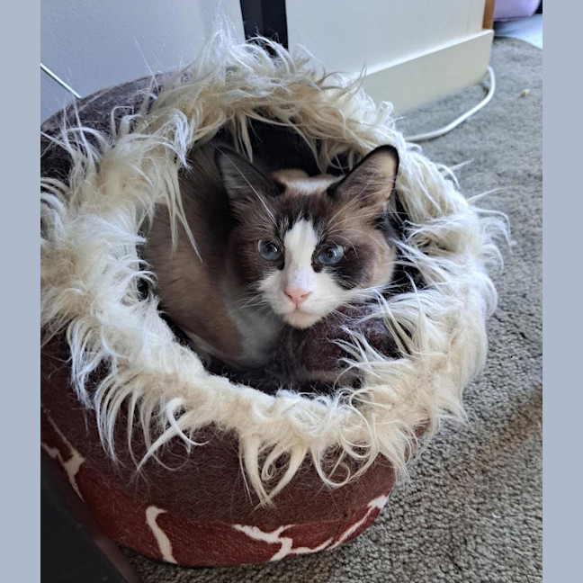 Photo of Aura