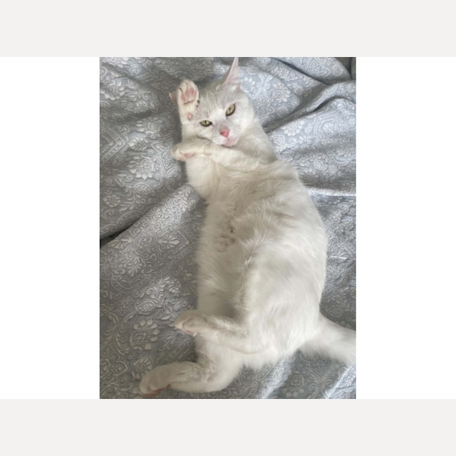Photo of Snow White