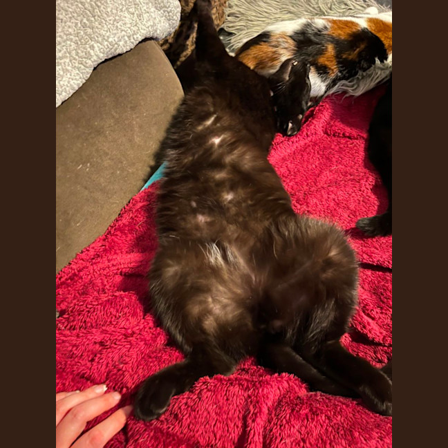 Photo of Zac *9 Lives Project Rescue*