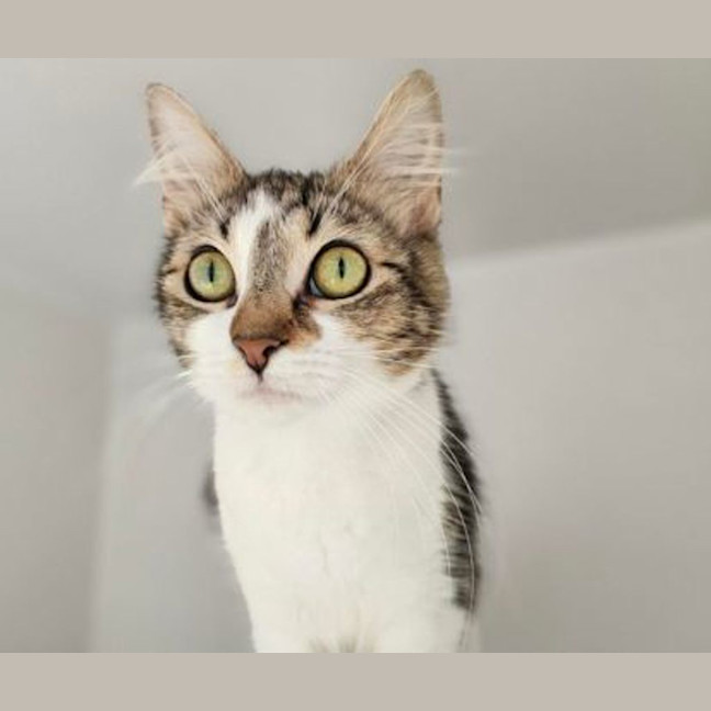 Photo of Lulu
