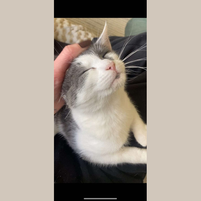 Photo of Chilli & Rambo 