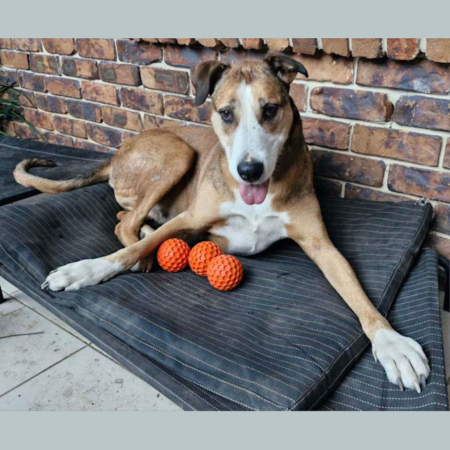 Photo of Bruce