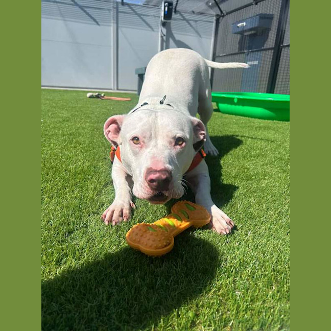 Photo of Ghost