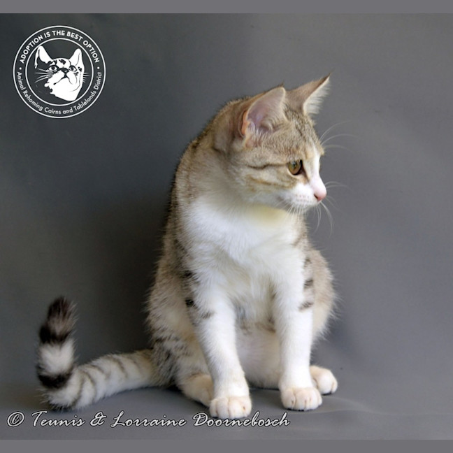 Photo of Touch Of Tinsel