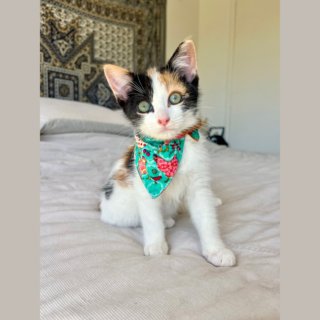 Photo of Mouse (Was Boba )