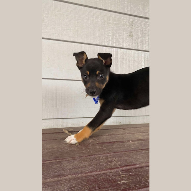 Photo of Chai   8 Week Old Kelpie X (On Trial)