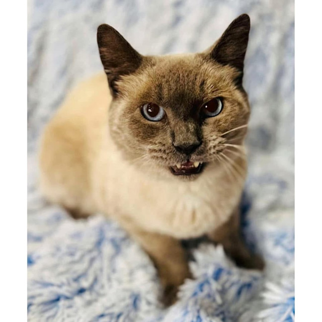 Photo of 12147   Big Mac