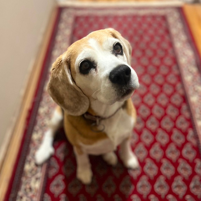 Photo of Lilly
