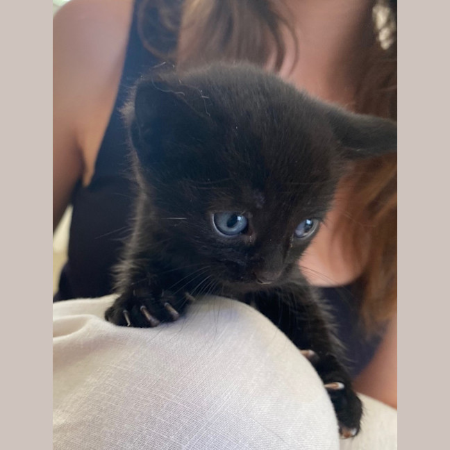 Photo of C1362 Harlow