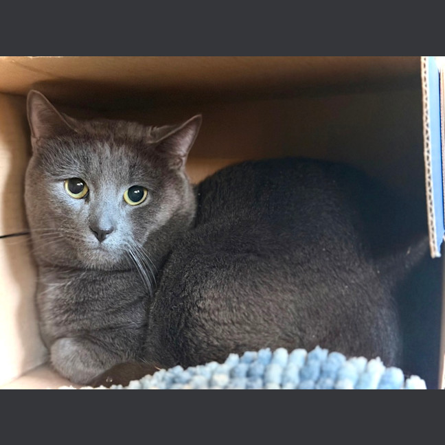 Photo of Blue