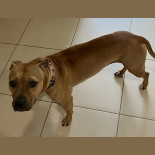 Photo of Lola