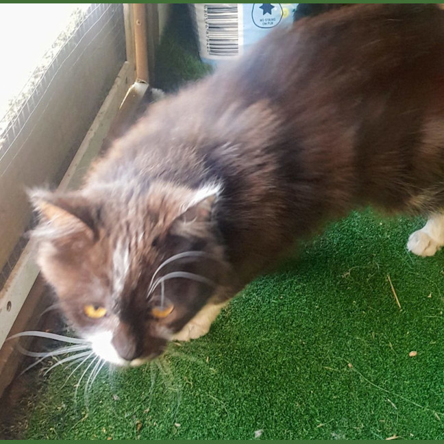 Photo of Cherry   Now At Pe Tquarters Belmont