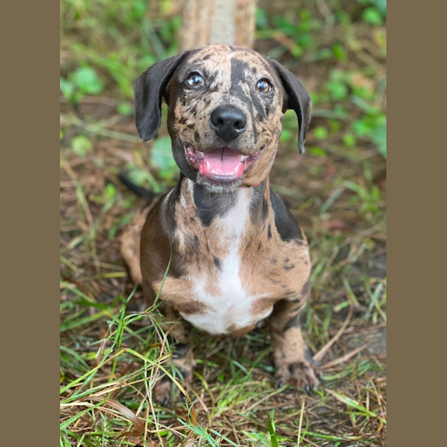 Photo of Otto