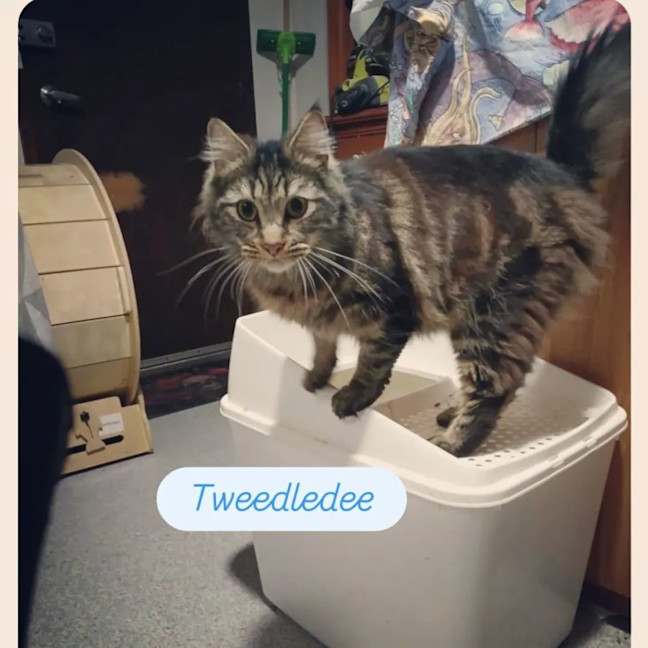Photo of Tweedledee * 9 Lives Project Rescue