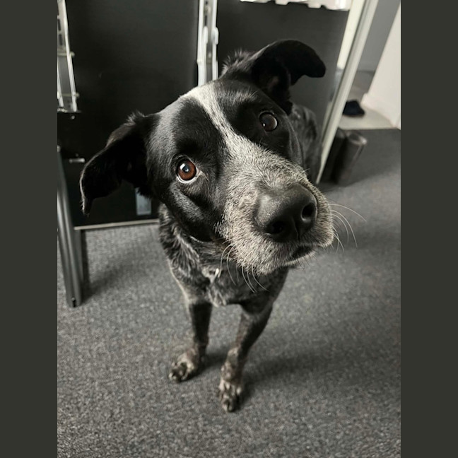 Photo of Rocky