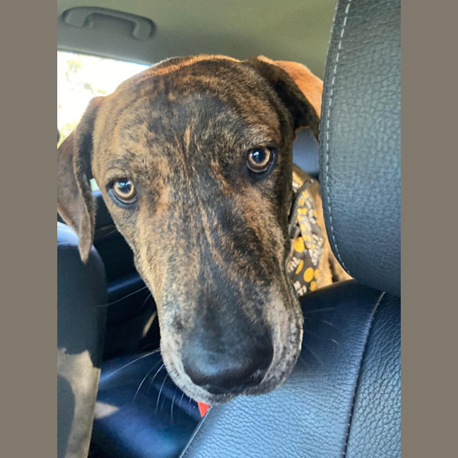 Photo of Buzz   9 Month Old Mixed Breed