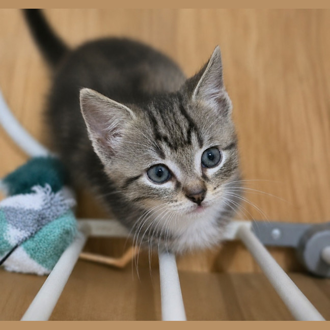 Photo of Remy