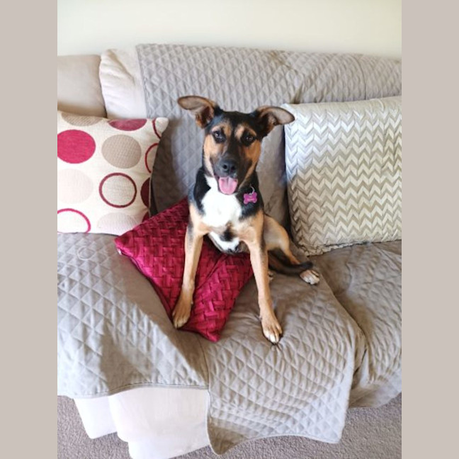 Photo of Sheba
