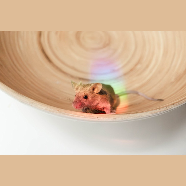 Photo of Rocky & Kinks