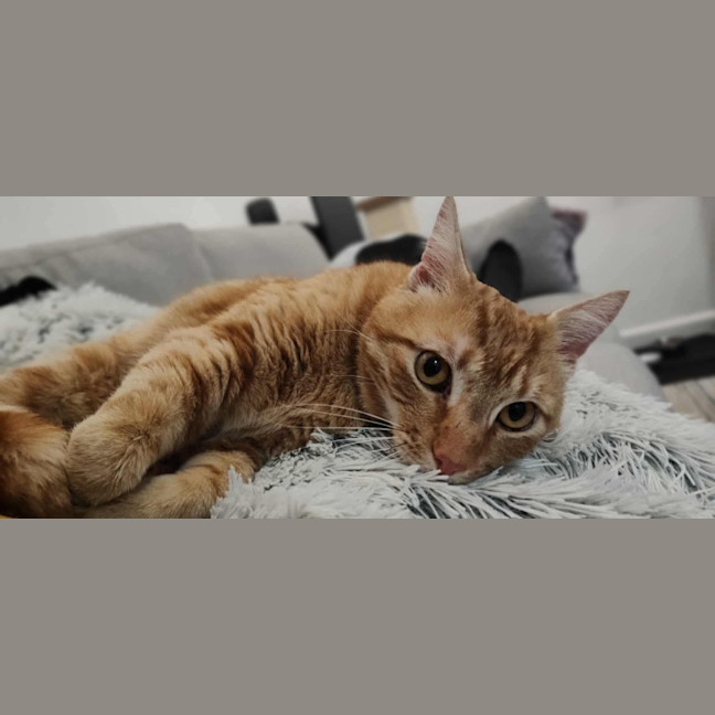 Photo of Ralphie 