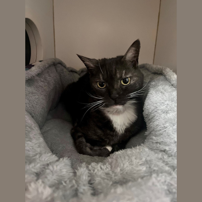 Photo of Sox
