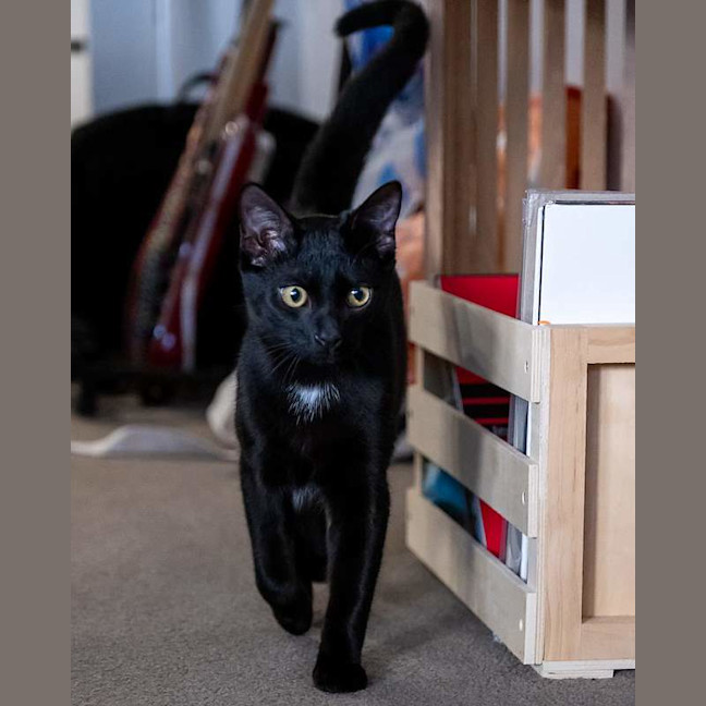 Photo of Olive
