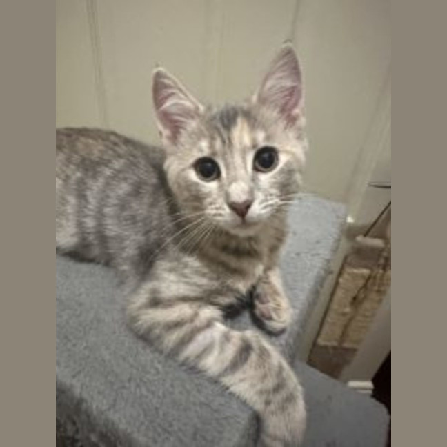 Photo of Pearl