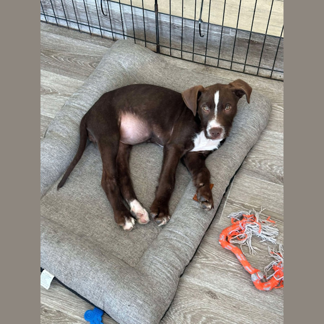 Photo of Sadie