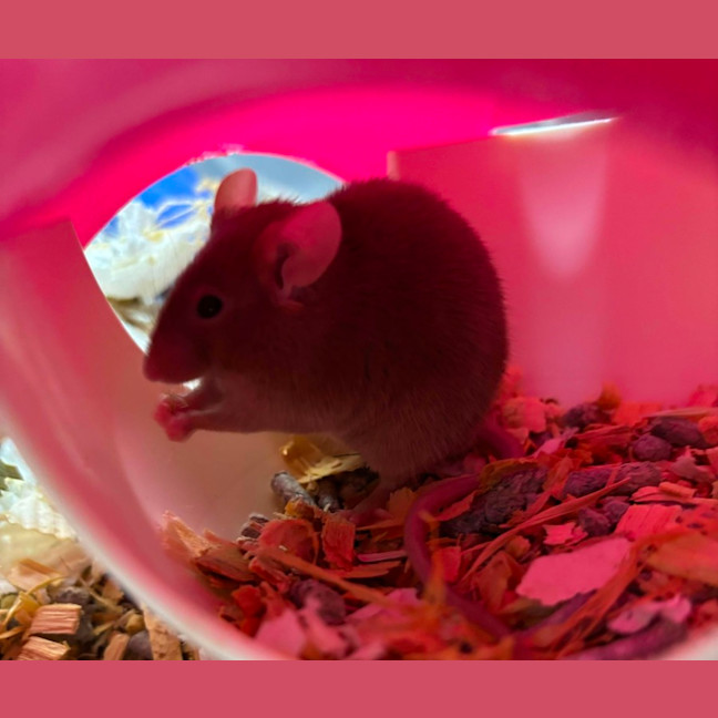 Photo of Velvet