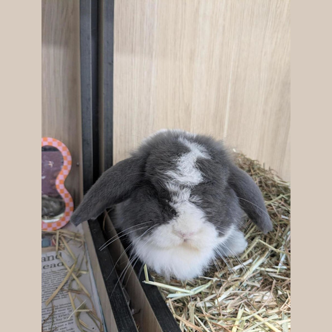 Photo of 🐇 Mattie 1746 🐇