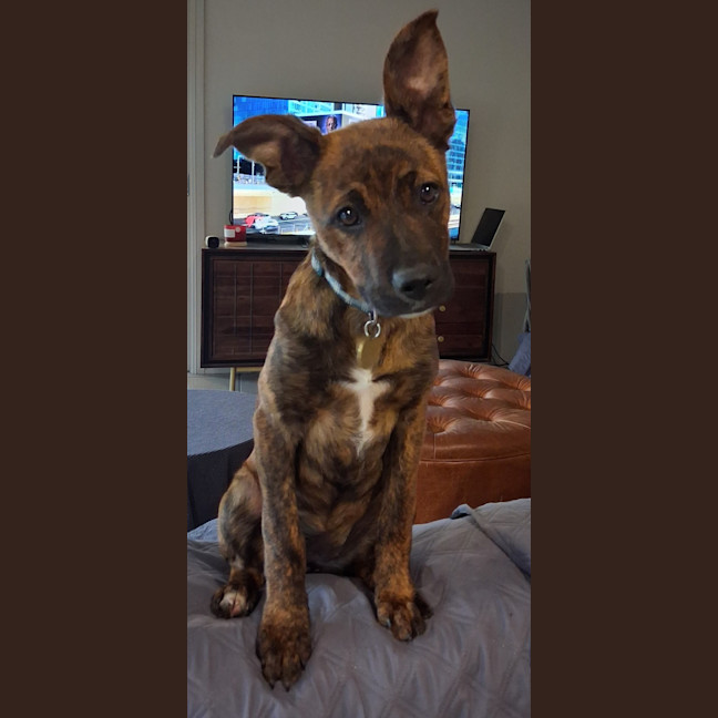 Photo of Wilga