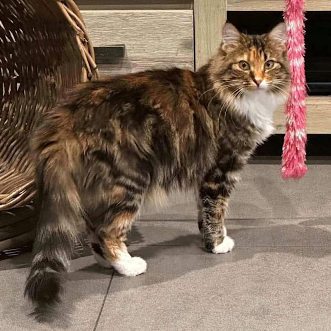 Photo of 10930   Sienna