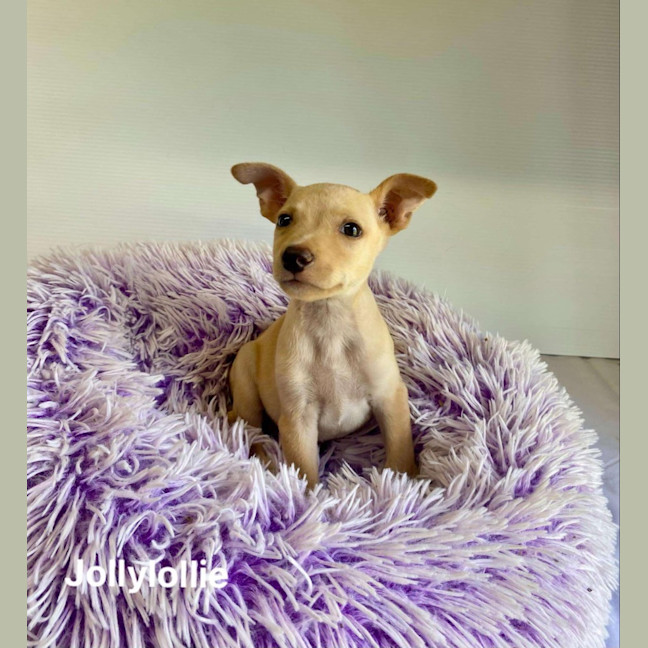 Photo of Jollylollie