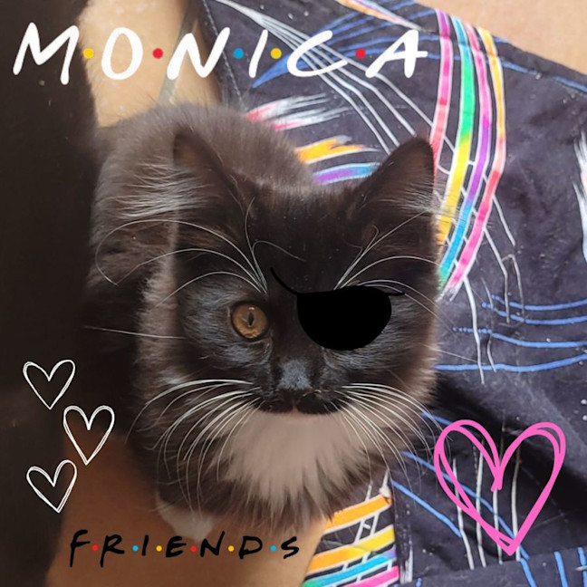 Photo of 💕 Monica Gellar 💕