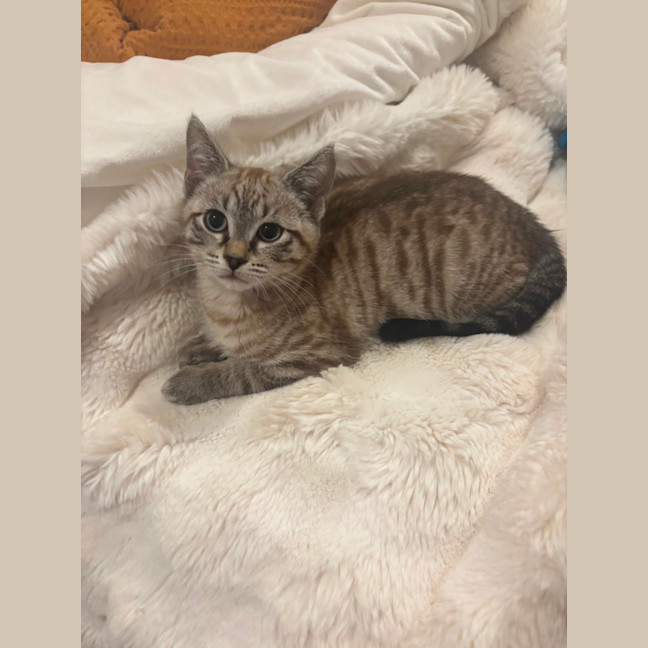 Photo of Brown Bear Meet Me@Petstock Carrum Downs Store