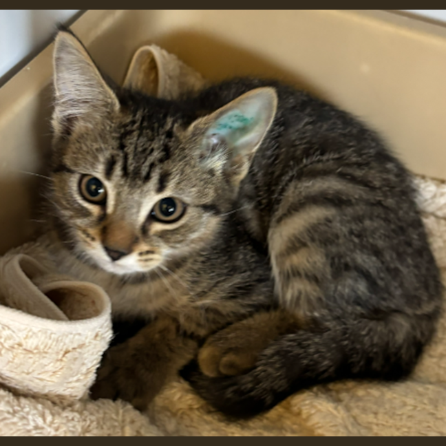 Photo of Frankie Foster (Gertie)