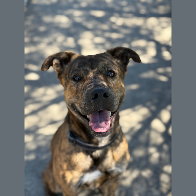 Photo of Atlas