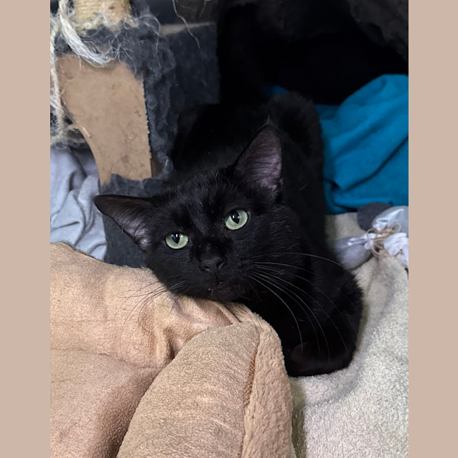 Photo of Sirius Black