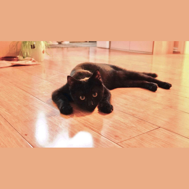 Photo of Shadow 🥰