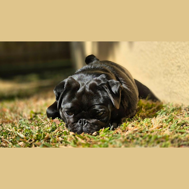 Photo of Lulu 