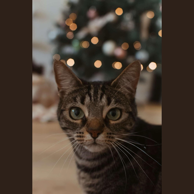 Photo of Maisie And Luna 