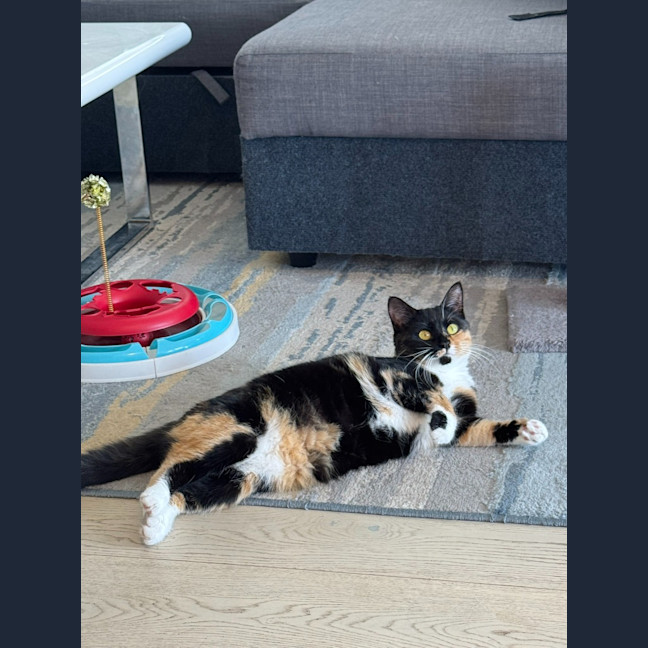 Photo of Gilly Bunny