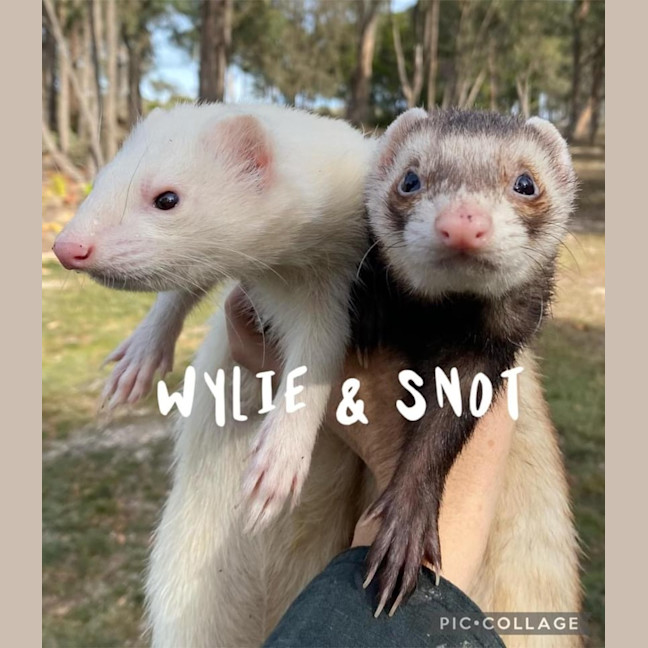 Photo of Wylie & Snot