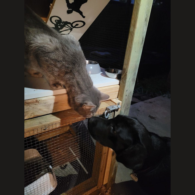 Photo of Winston   Now At Thornton Pet Quarters