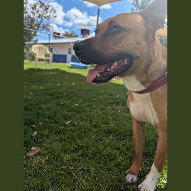 Photo of Ryder