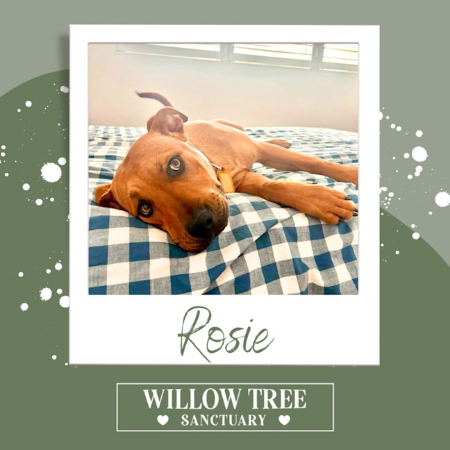 Photo of Rosie