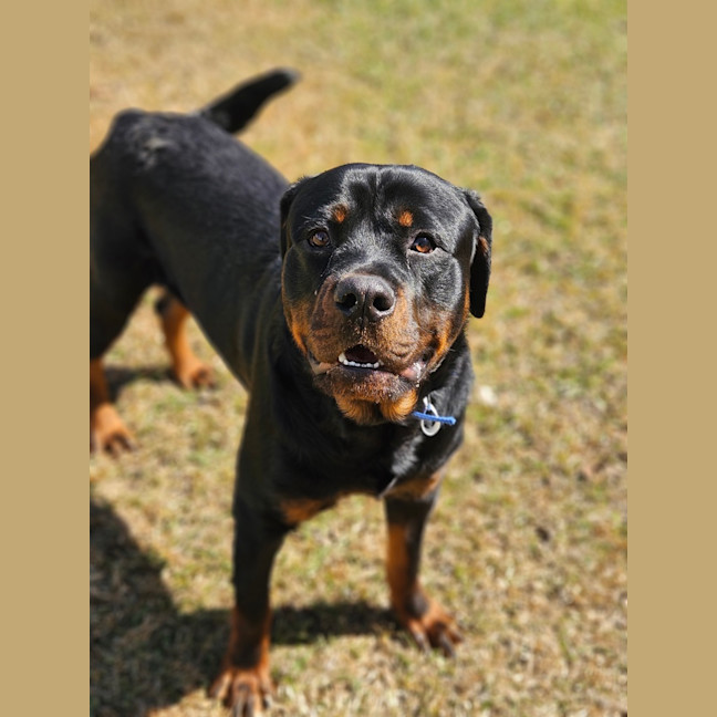 Photo of Bongo