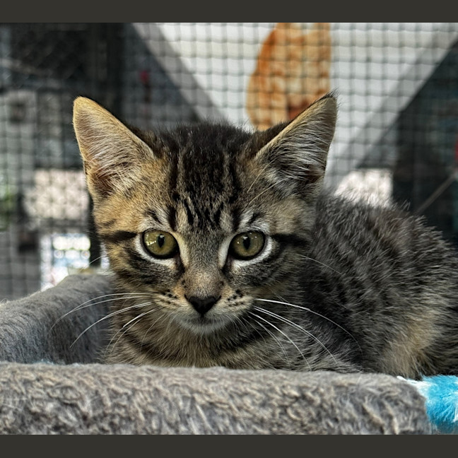 Photo of Butterscotch