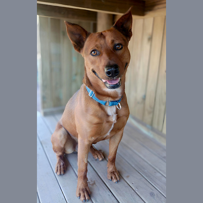 Photo of Denzil