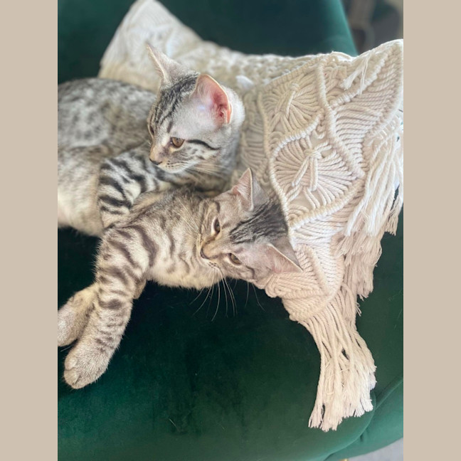 Photo of Pia And Pippin